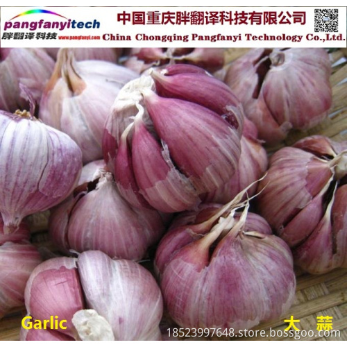 Natural Nutritional Healthy Tasty Self-planted  Garlic